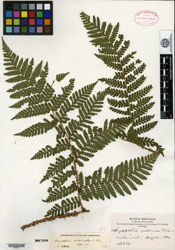 Dryopteris villosula image