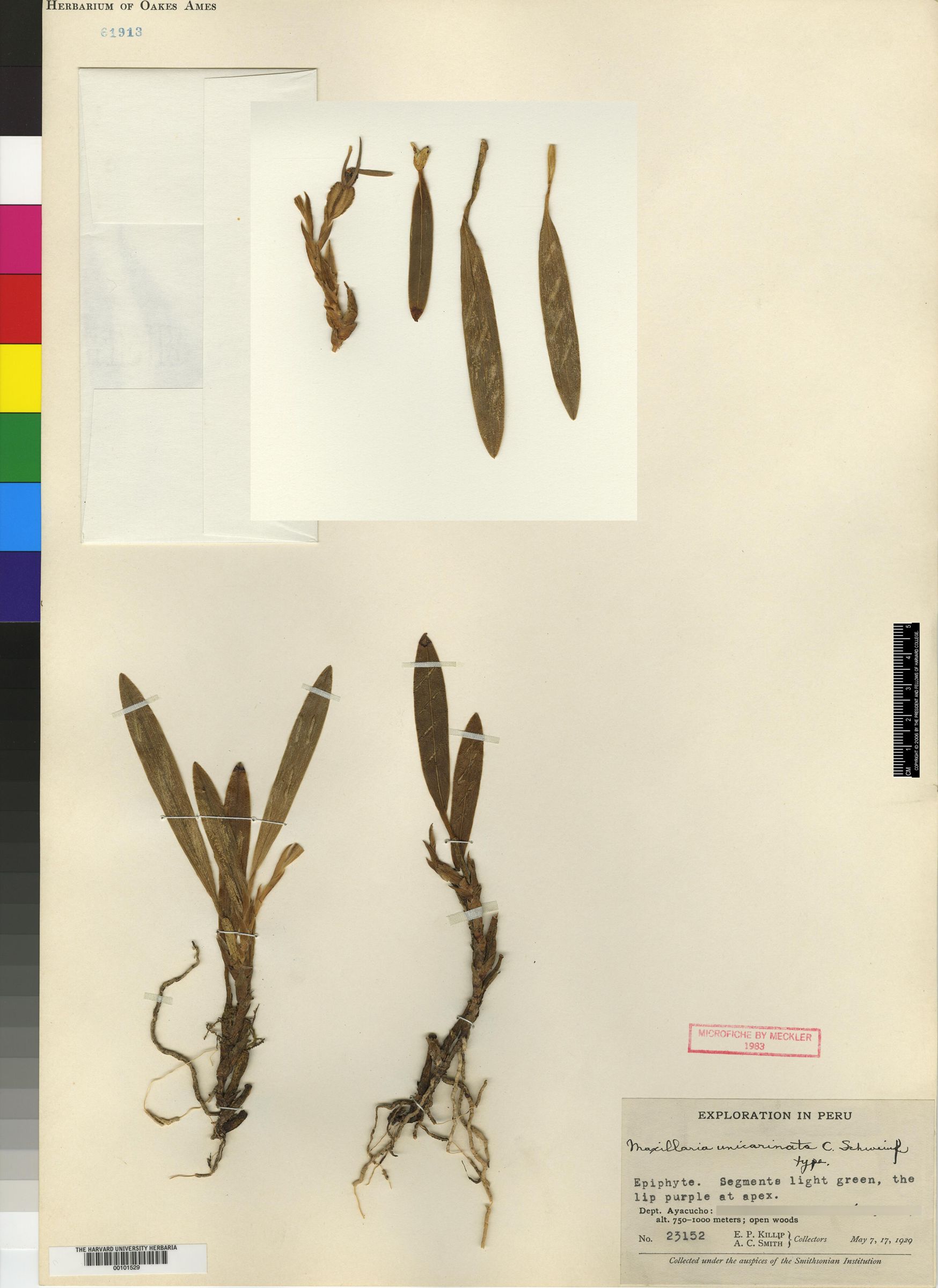Maxillaria xanthorhoda image