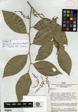 Agonandra peruviana image