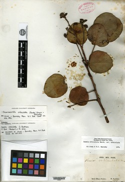 Cassia portoricensis image