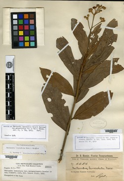 Nectandra paranaensis image