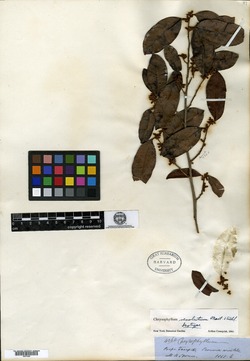 Chrysophyllum revolutum image