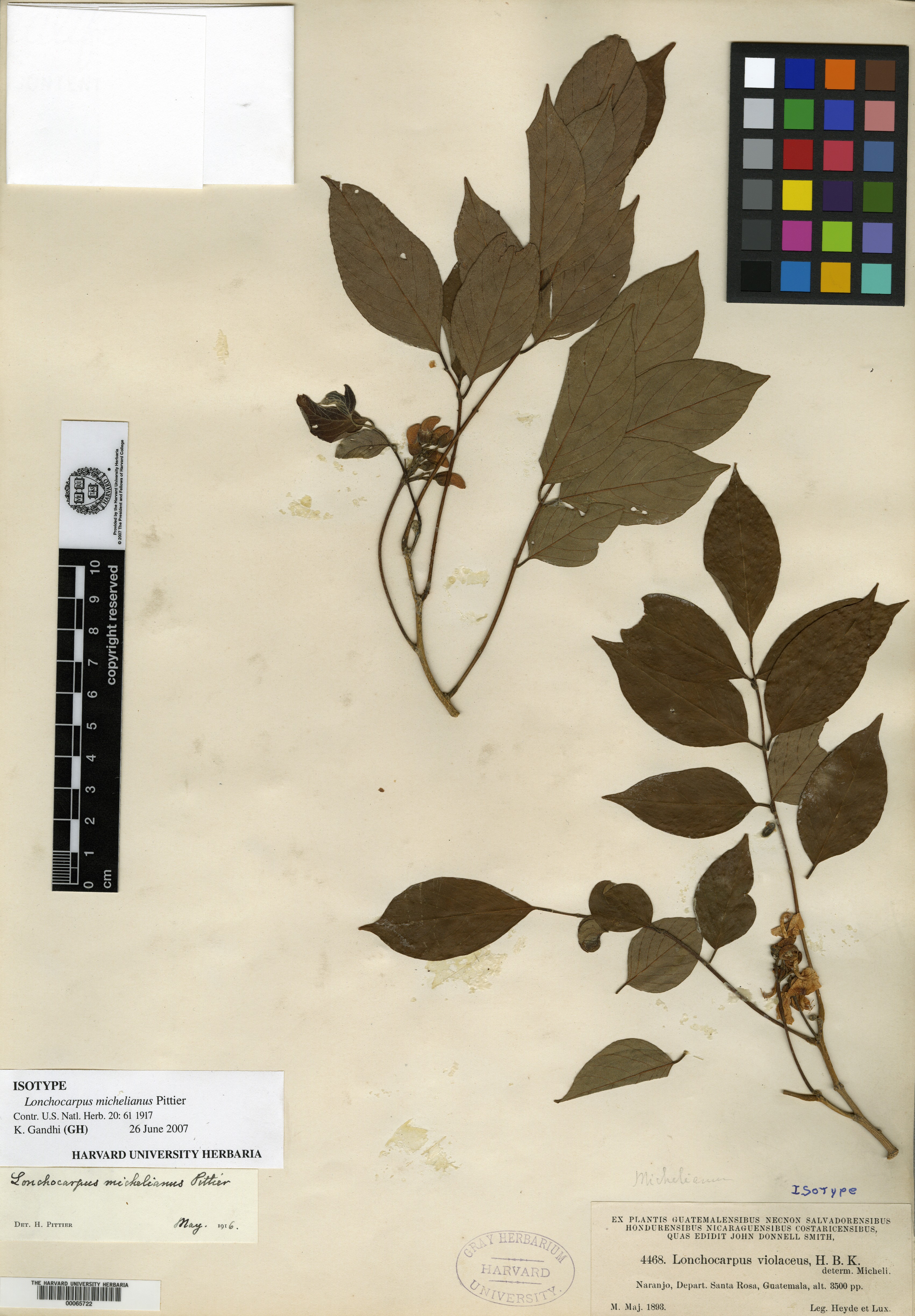 Lonchocarpus michelianus image