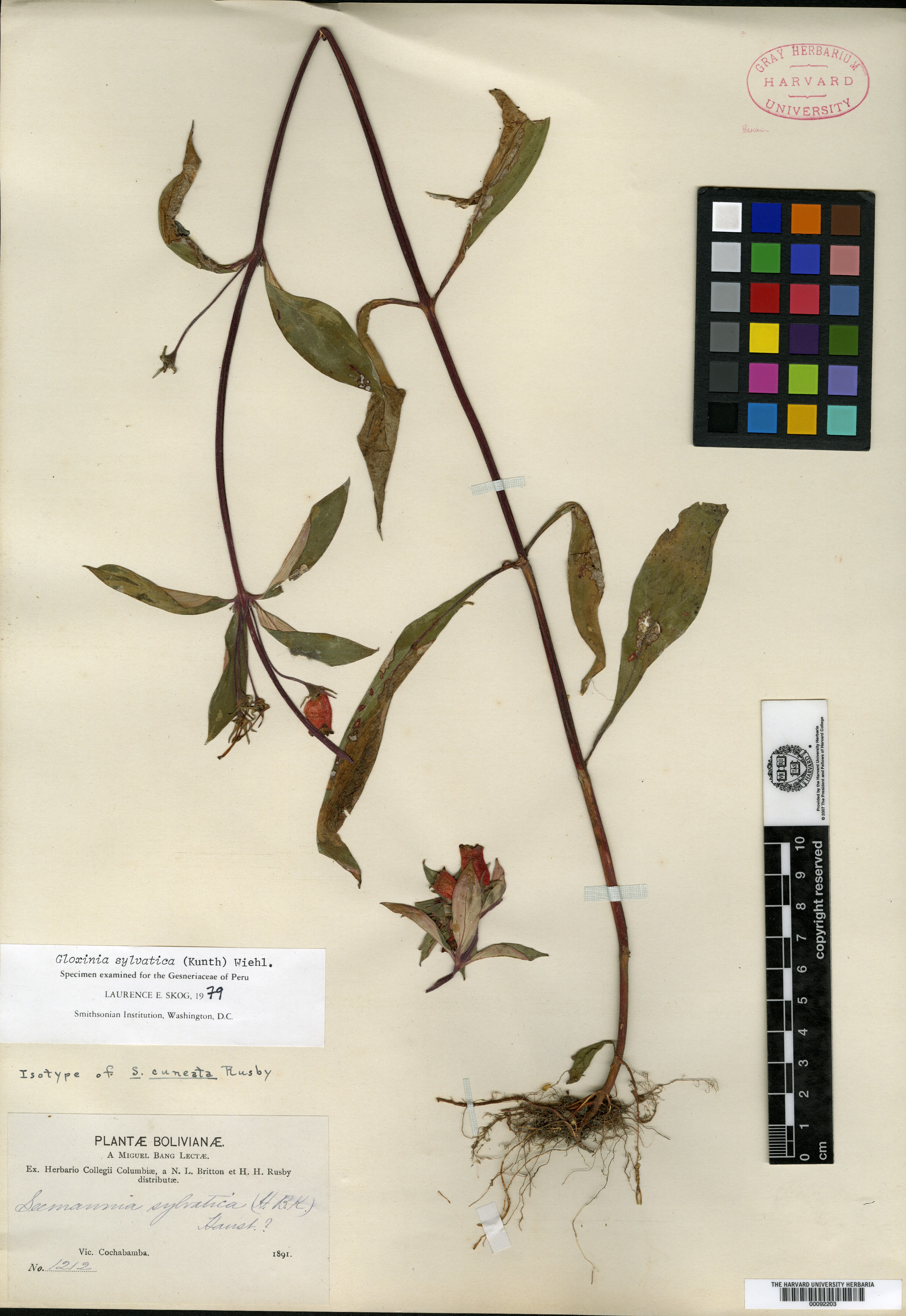 Seemannia cuneata image