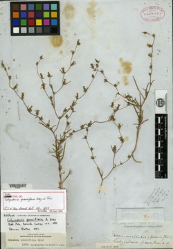 Calycadenia pauciflora image