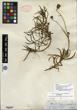 Tridax angustifolia image