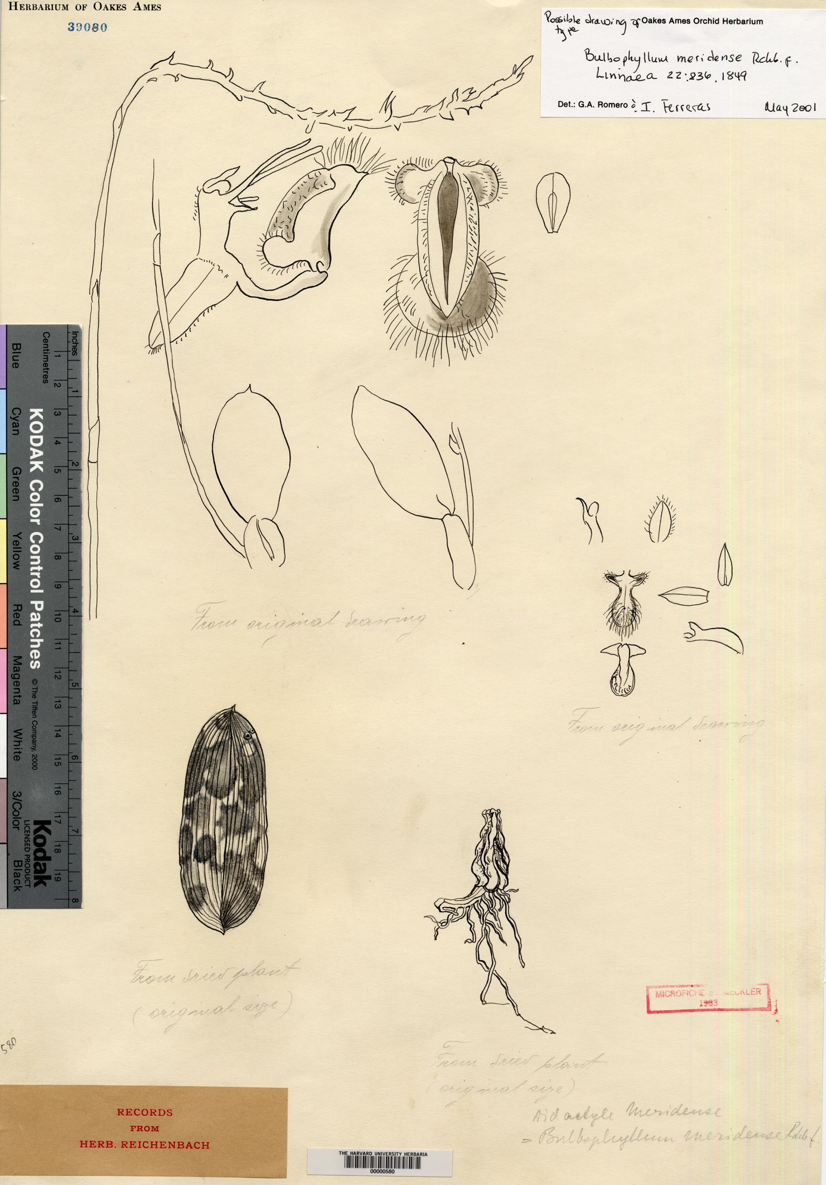Bulbophyllum nasseri image