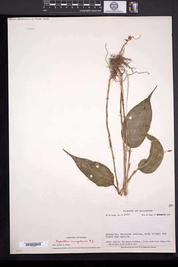 Lepanthes nanegalensis image