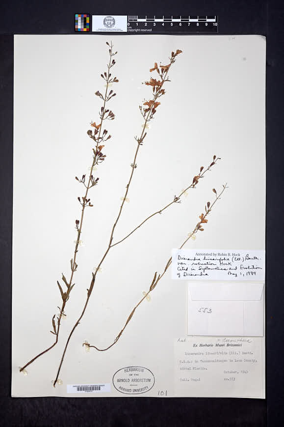 Dicerandra linearifolia var. robustior image
