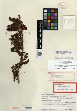 Chamaecrista glandulosa var. picardae image
