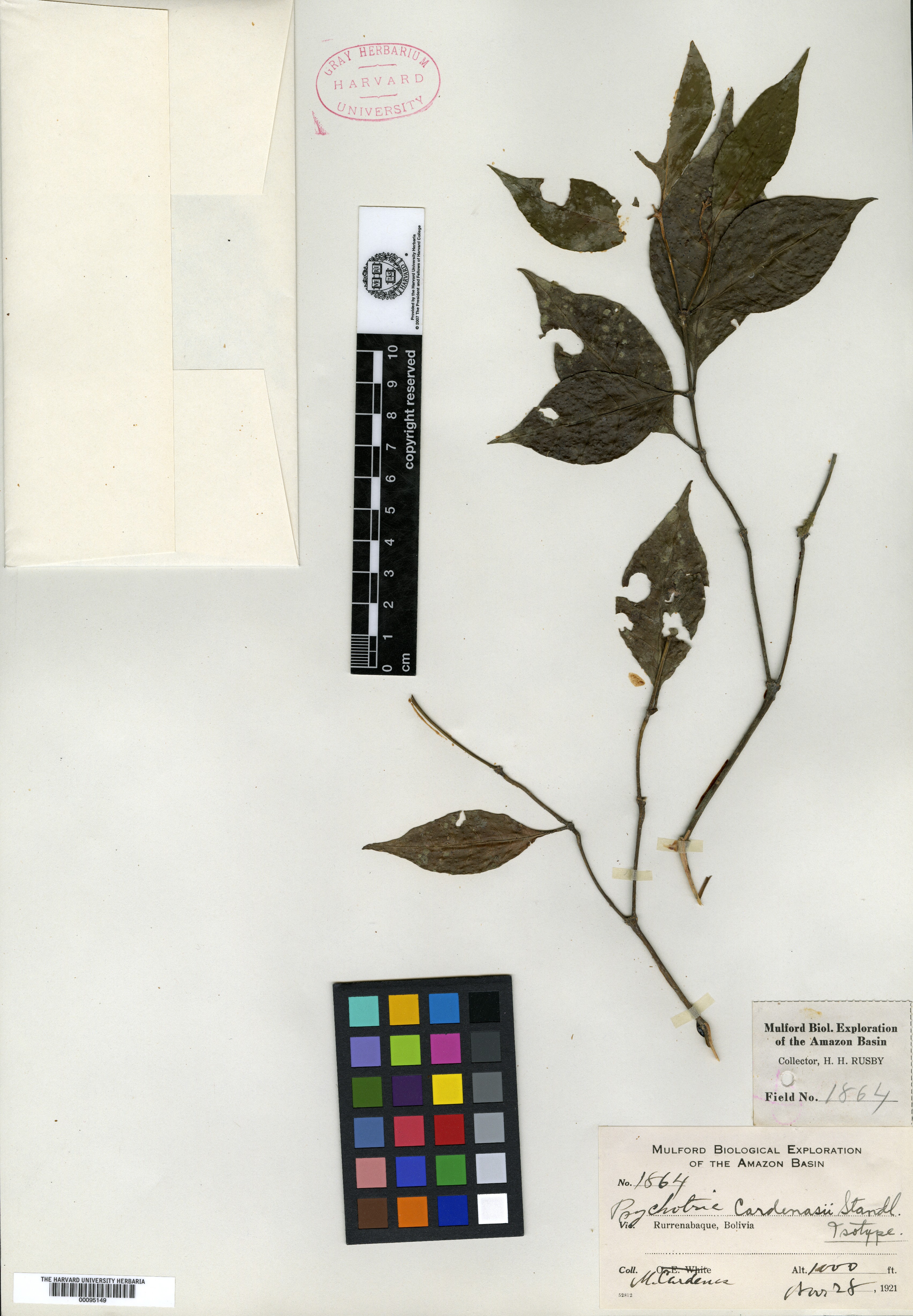 Psychotria cardenasii image