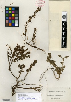 Lachemilla moritziana image