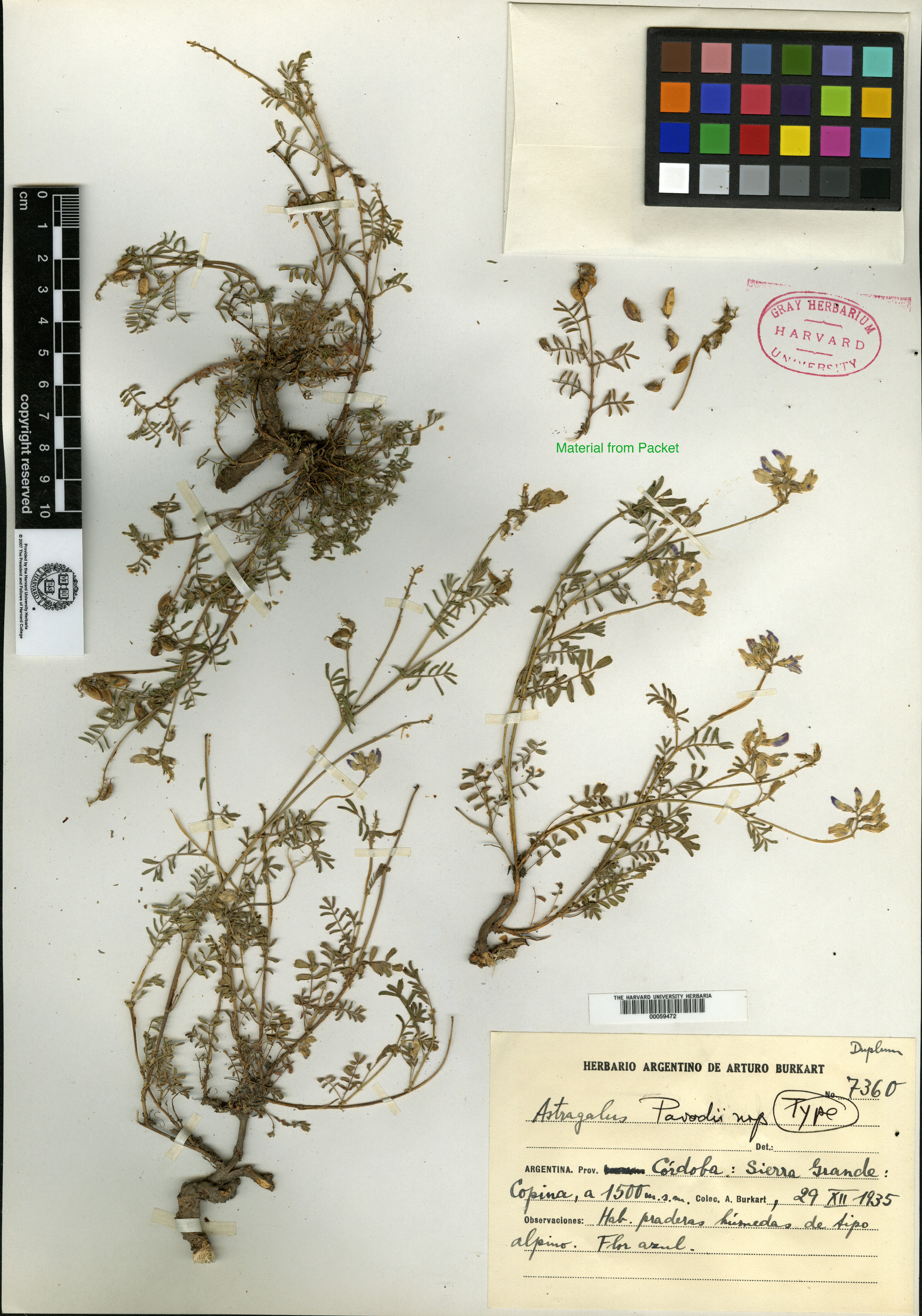Astragalus verus image