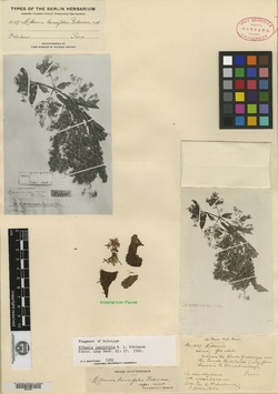 Mikania lancifolia image