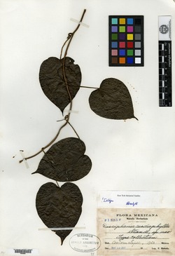 Disciphania cardiophylla image