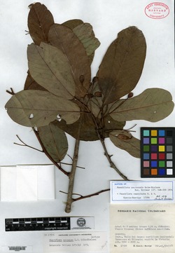 Passiflora erosa image