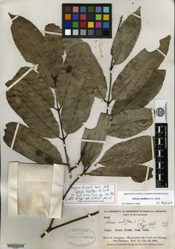 Salacia cauliflora image