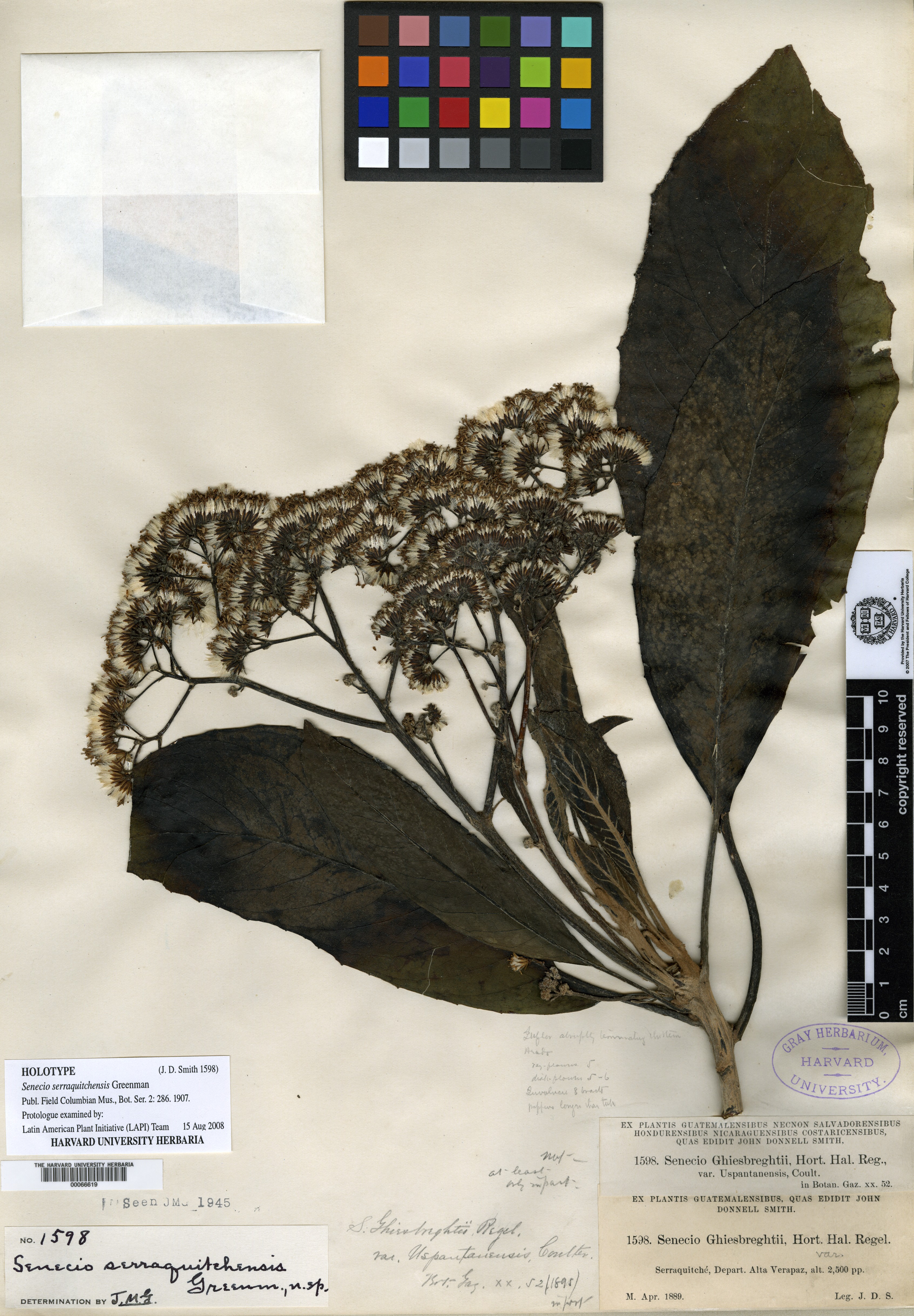 Telanthophora grandifolia image