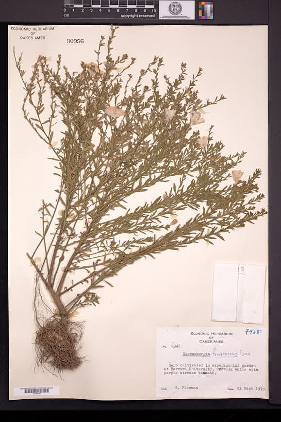 Nierembergia frutescens image