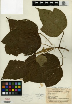 Croton cordiifolius image