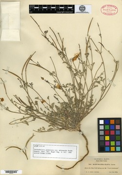 Eschscholzia granulata image