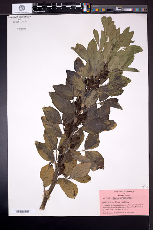 Vicia eriocarpa image