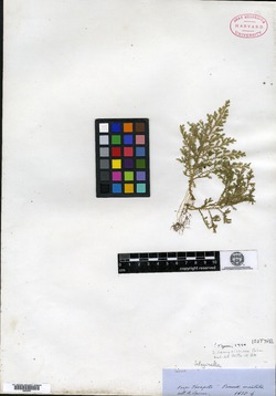 Selaginella ramosissima image