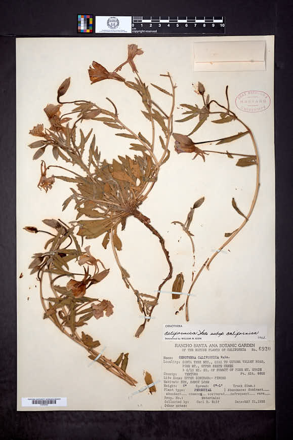 Oenothera californica image