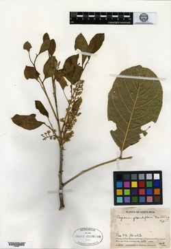 Cupania grandiflora image