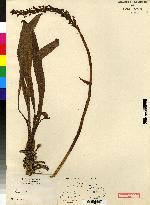 Stenoptera longifolia image