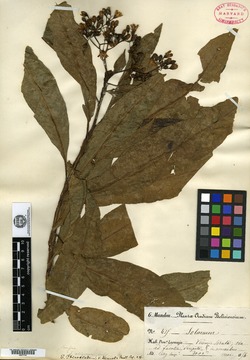 Solanum pterocladum image