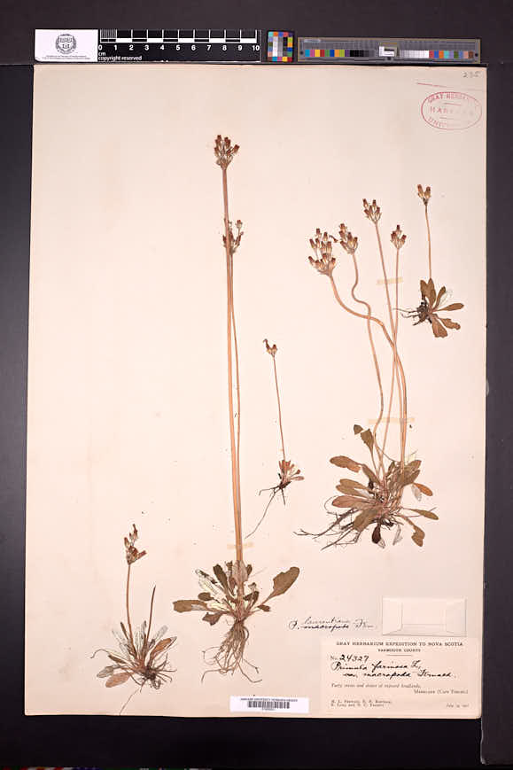 Primula laurentiana image