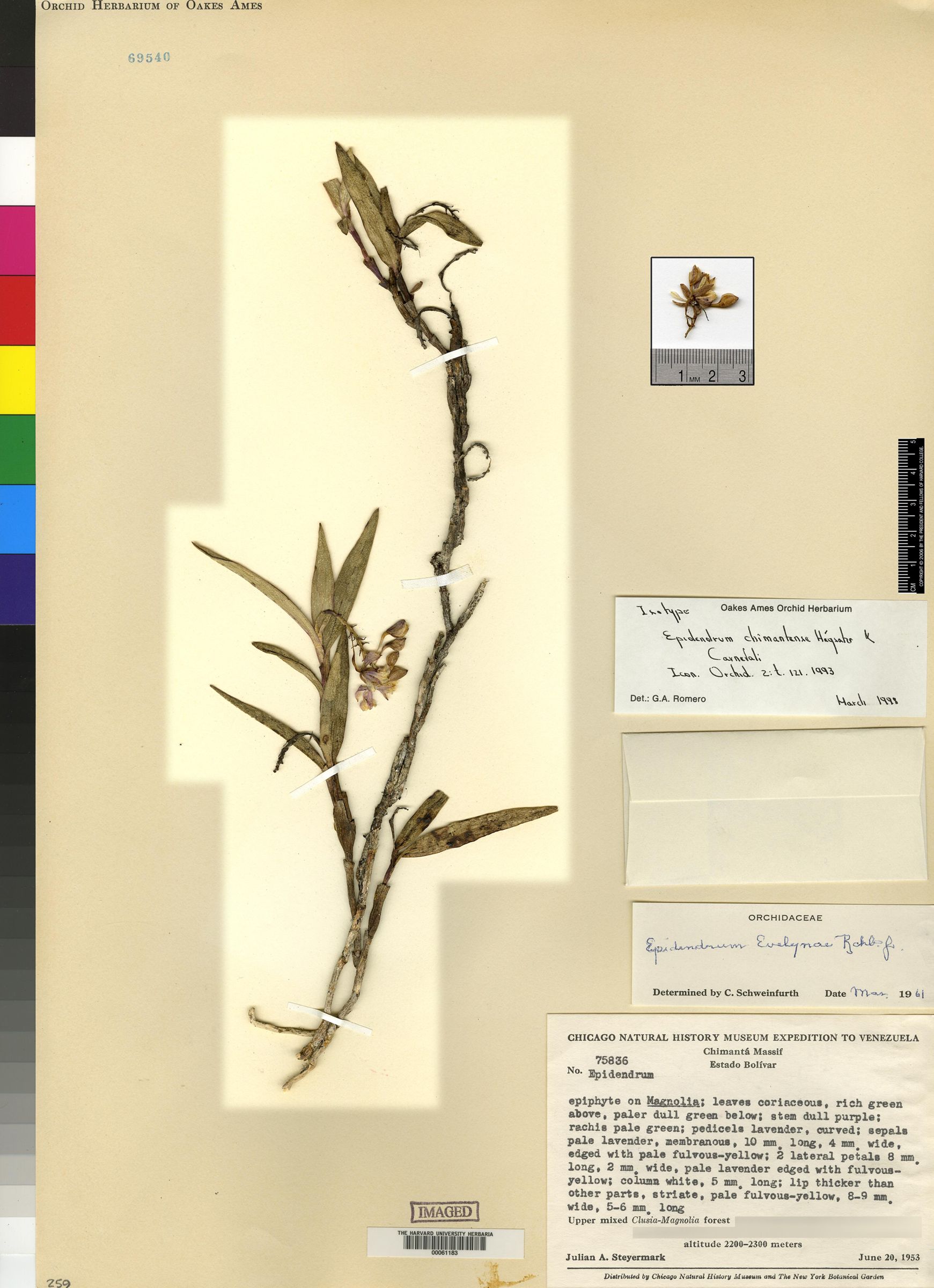 Epidendrum cnemidophorum image