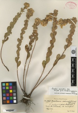 Baccharis sessiliflora image