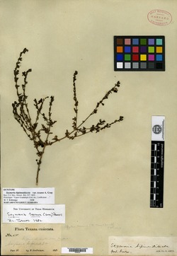 Seymeria bipinnatisecta image