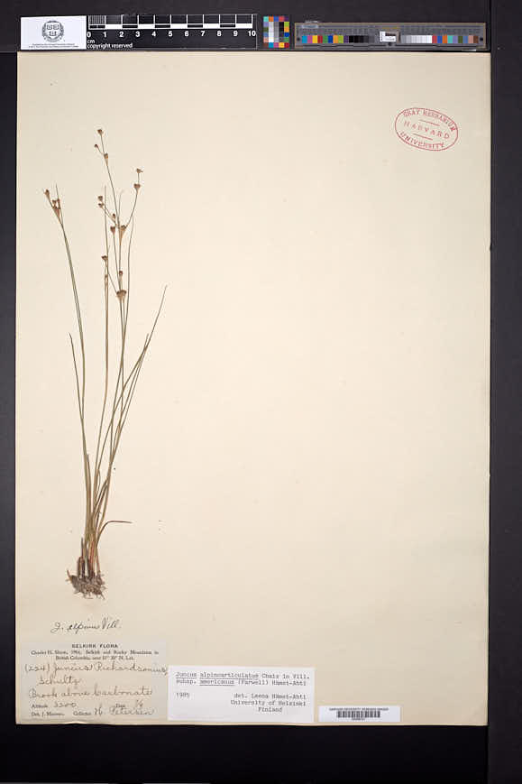 Juncus alpinoarticulatus subsp. americanus image