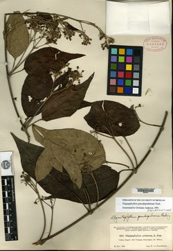 Stigmaphyllon pseudopuberum image