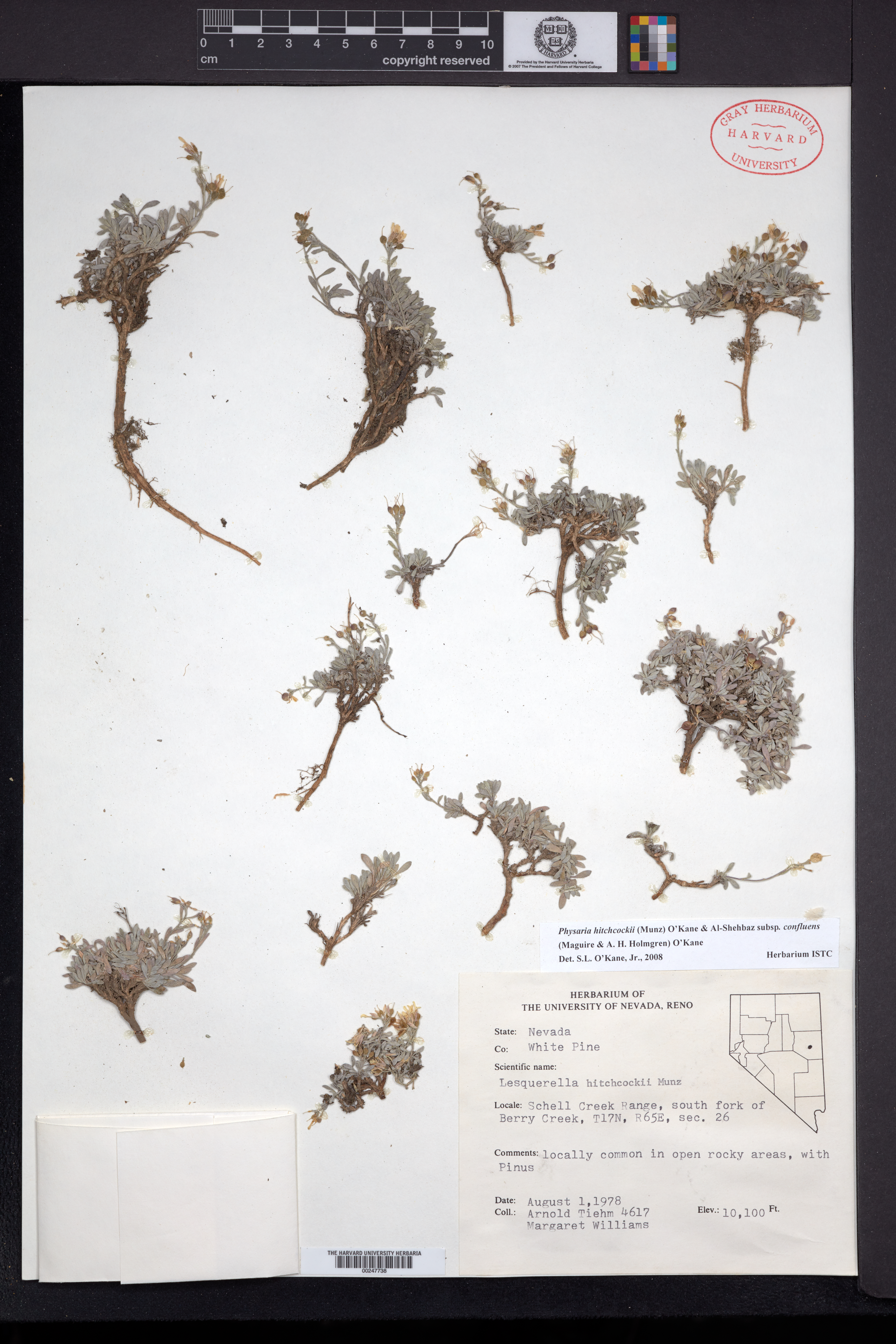 Physaria hitchcockii subsp. confluens image