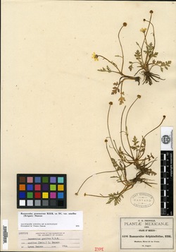 Ranunculus amellus image