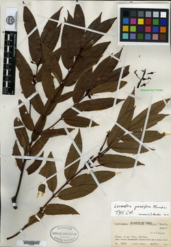 Lacmellea grandiflora image