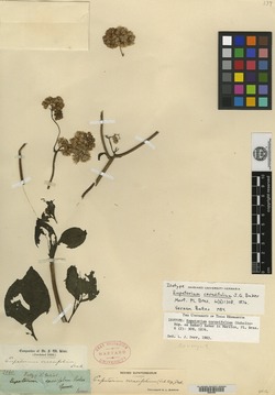 Guayania cerasifolia image