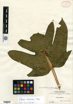 Jarilla heterophylla image