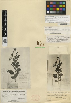 Chromolaena cryptantha image