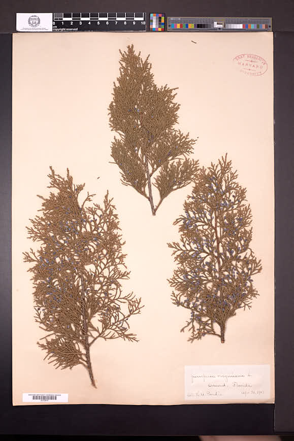 Juniperus barbadensis image