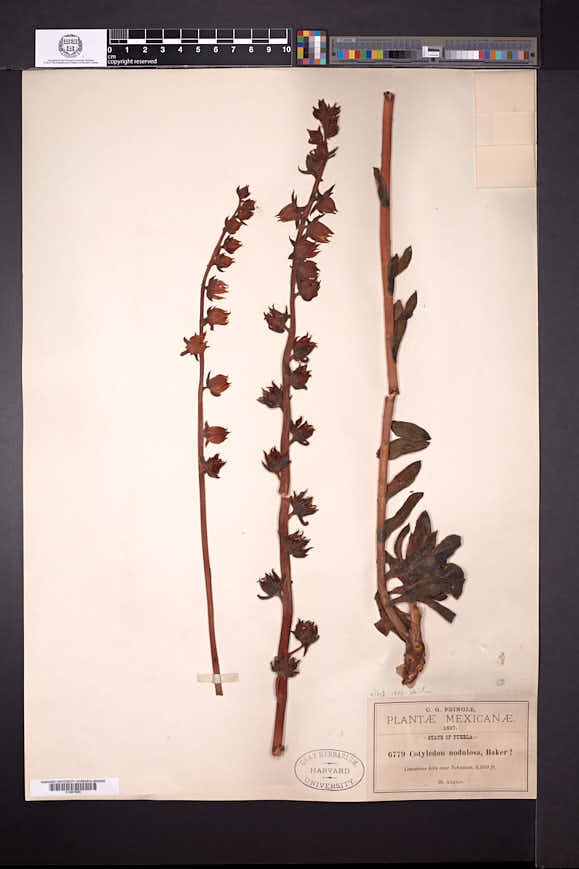 Echeveria nodulosa image