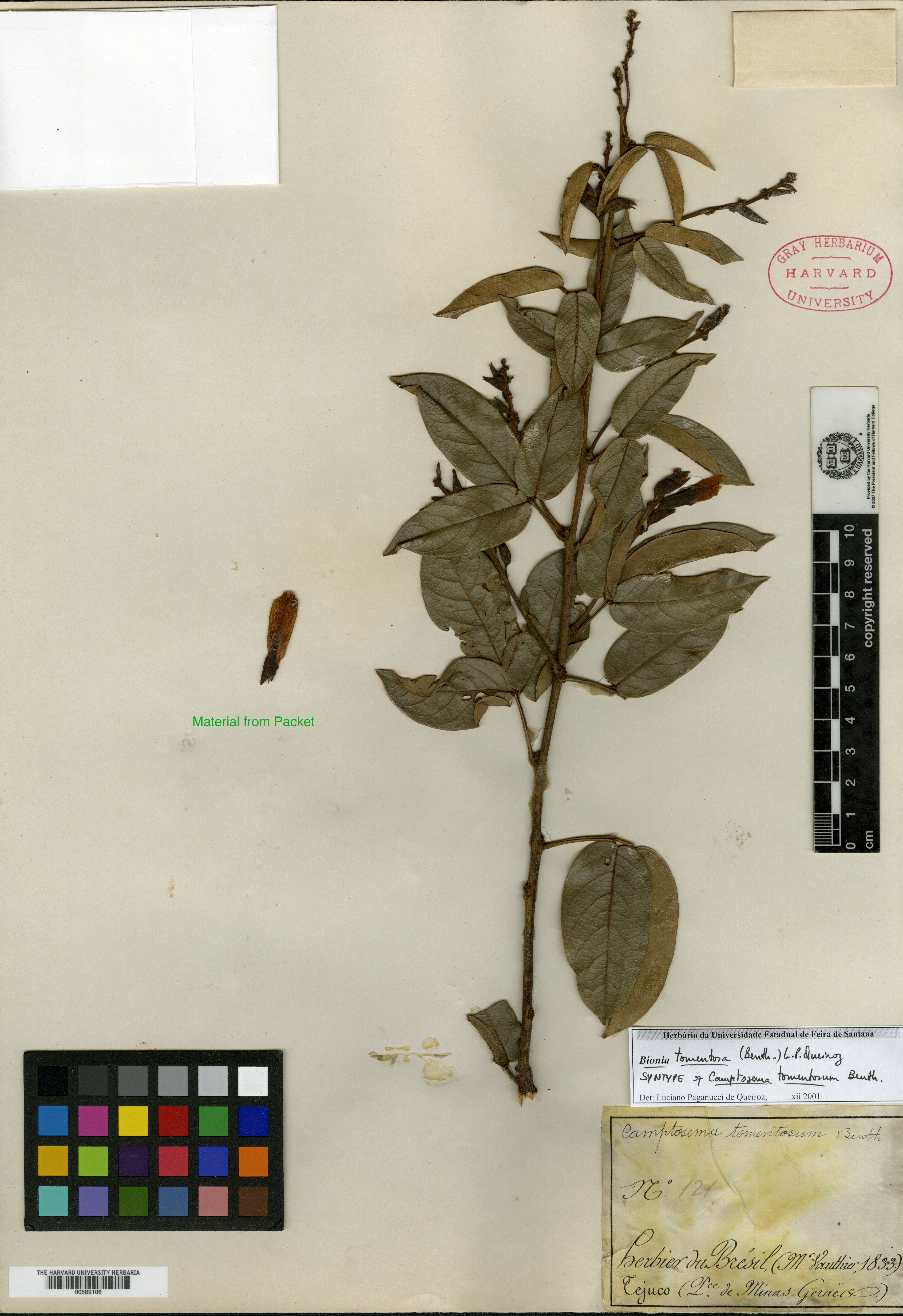 Campylotropis grandifolia image