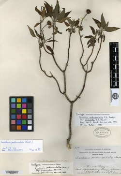 Scalesia pedunculata image