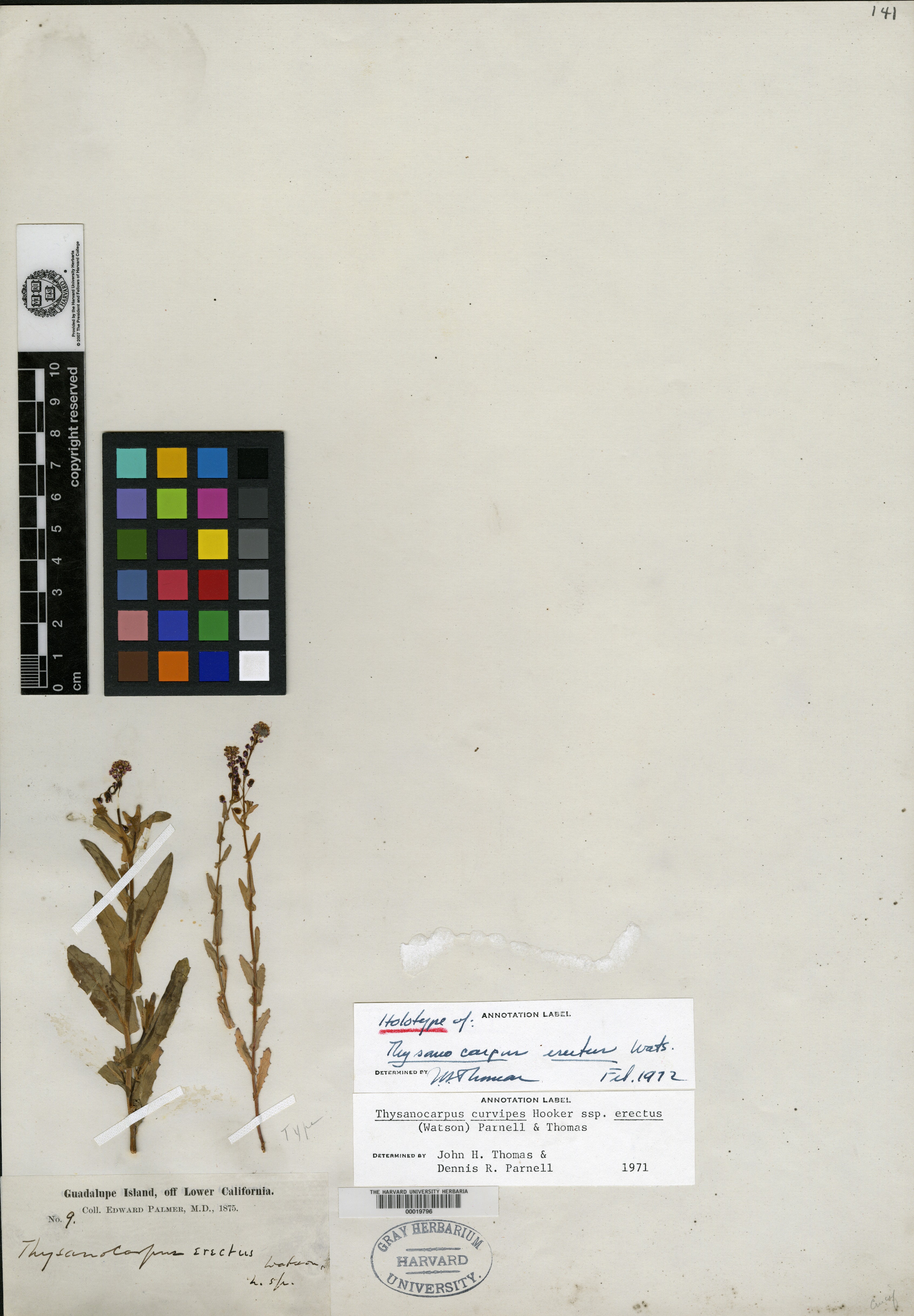 Thysanocarpus erectus image