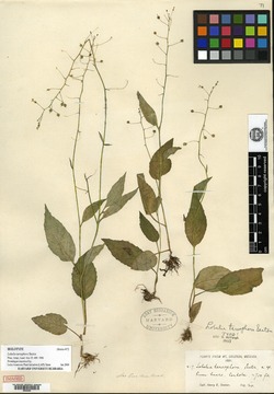 Lobelia tarsophora image