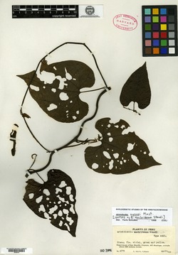 Aristolochia macbrideana image